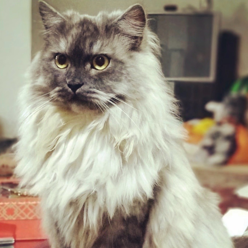 Meet your Posher, Simantiny